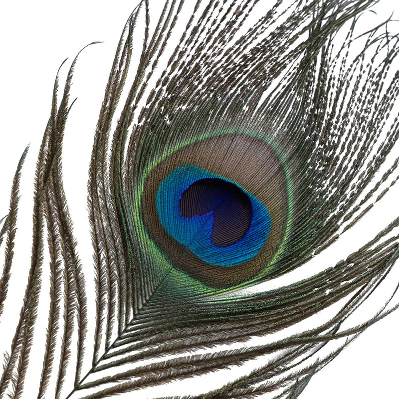 Sevanda - Natural Peacock Flirting - Veren Kietelaar met Verwisselbare Veren - Goud/Zwart-laced-up.nl